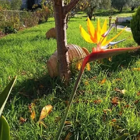 Otel Vergina Star Nikiana